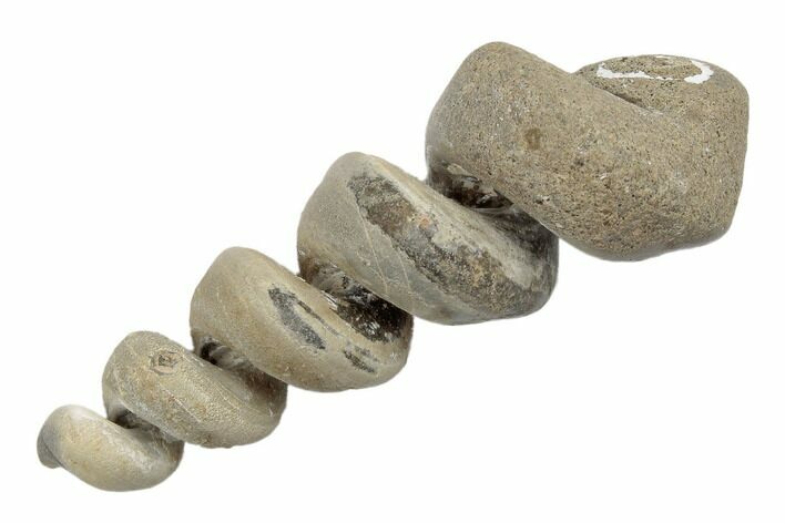 Paleocene Turritella Fossil - Maryland #189131